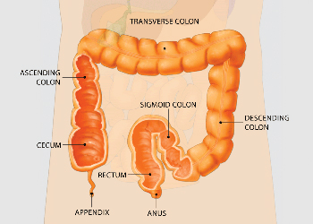 Diagram of colonoscopy 